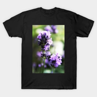 Pretty lavender flowers T-Shirt